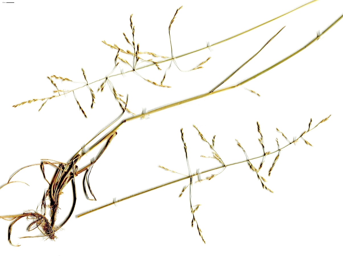 Puccinellia distans subsp. fontana (Poaceae)